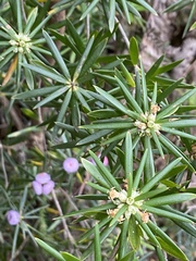 Cyathodes glauca