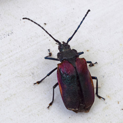 Hileolaspis aurata