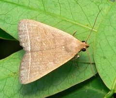 Simplicia extinctalis