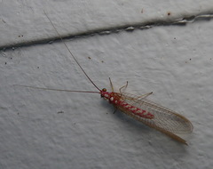 Dysochrysa furcata