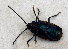 Hileolaspis aurata