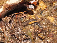 Desmognathus ocoee