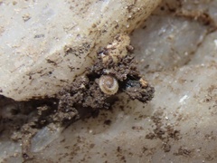 Cleidogonoidea