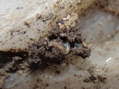 Cleidogonoidea