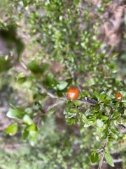 Coprosma nitida