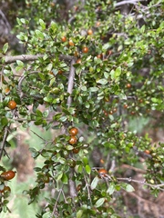 Coprosma nitida