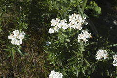 Achillea biserrata