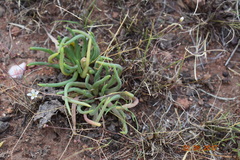 Phemeranthus napiformis