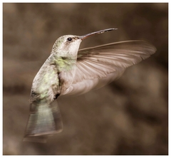 Cynanthus latirostris