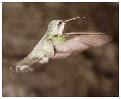 Cynanthus latirostris