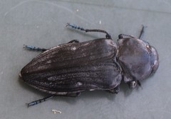 Merimna atrata