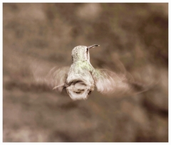 Cynanthus latirostris