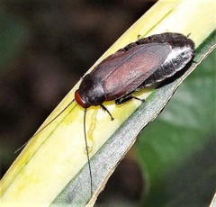 Oxyhaloa deusta