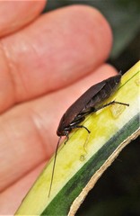 Oxyhaloa deusta