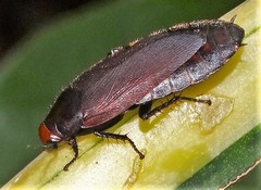 Oxyhaloa deusta