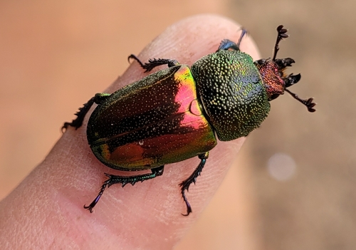 Golden Stag Beetle