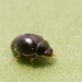 Dot Ladybird - Photo (c) Gilles San Martin, some rights reserved (CC BY-SA)