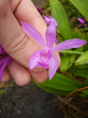 Bletilla striata