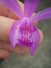Bletilla striata