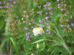 Calochortus albus