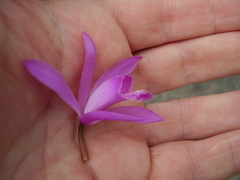 Bletilla striata