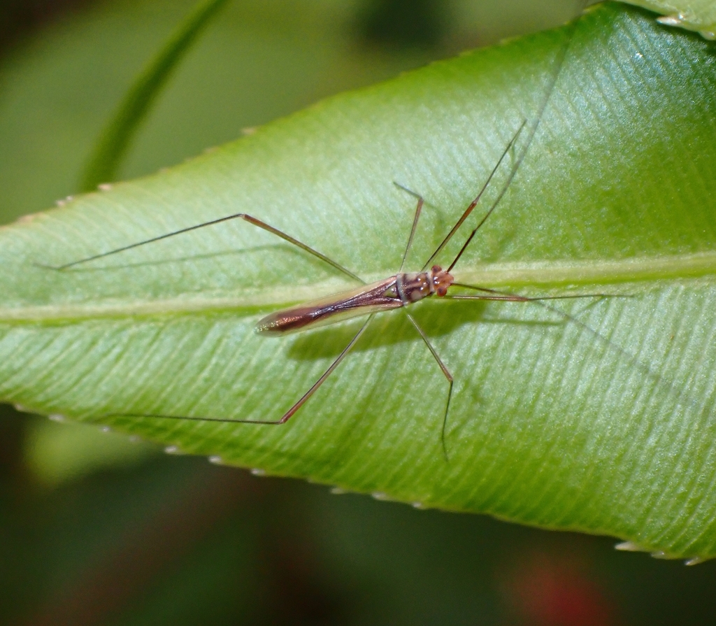 Mecistoscelis scirtetoides