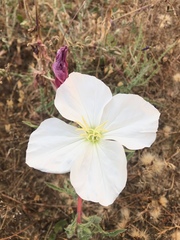 Oenothera acaulis