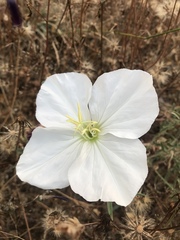 Oenothera acaulis