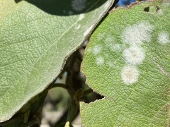 Golovinomyces cynoglossi