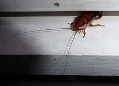 Drymaplaneta semivitta