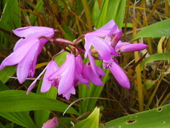 Bletilla striata