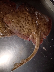 Spotback Skate photo 5