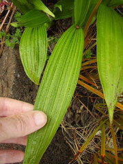 Bletilla striata