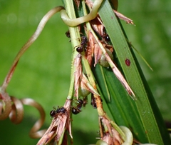 Pristomyrmex
