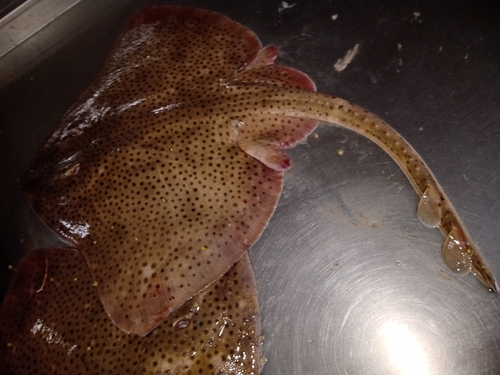 Ray (Atlantoraja castelnaui) — Arhynchobatidae