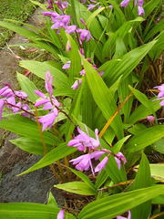 Bletilla striata