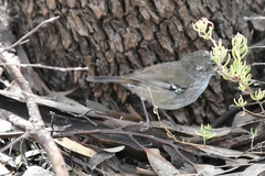 Sericornis maculatus