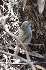 Sericornis maculatus