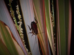 Drymaplaneta semivitta