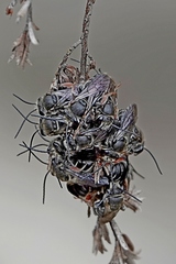 Lipotriches flavoviridis