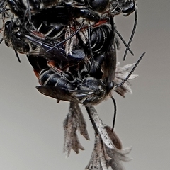 Lipotriches flavoviridis