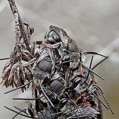 Lipotriches flavoviridis