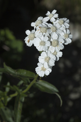 Achillea biserrata