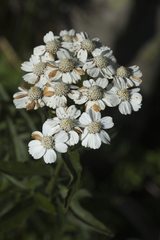 Achillea biserrata