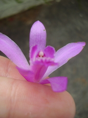 Bletilla striata