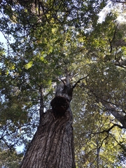 Castanopsis delavayi