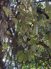 Castanopsis delavayi