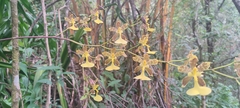 Oncidium unguiculatum