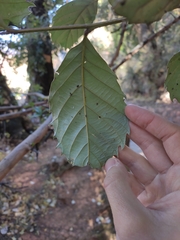 Castanopsis delavayi