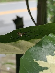 Leucauge granulata